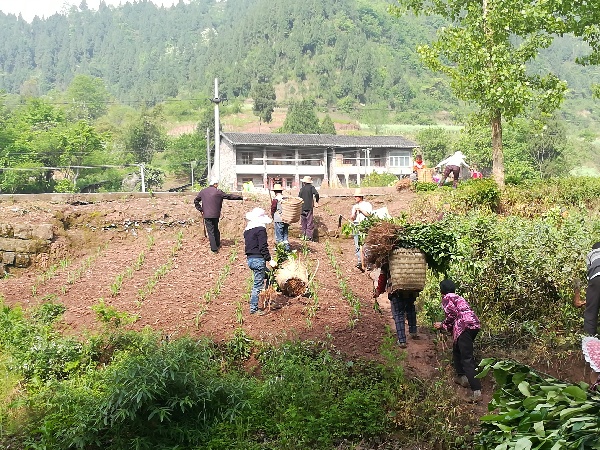 麻柳镇脱贫攻坚结硕果 - 达州日报网