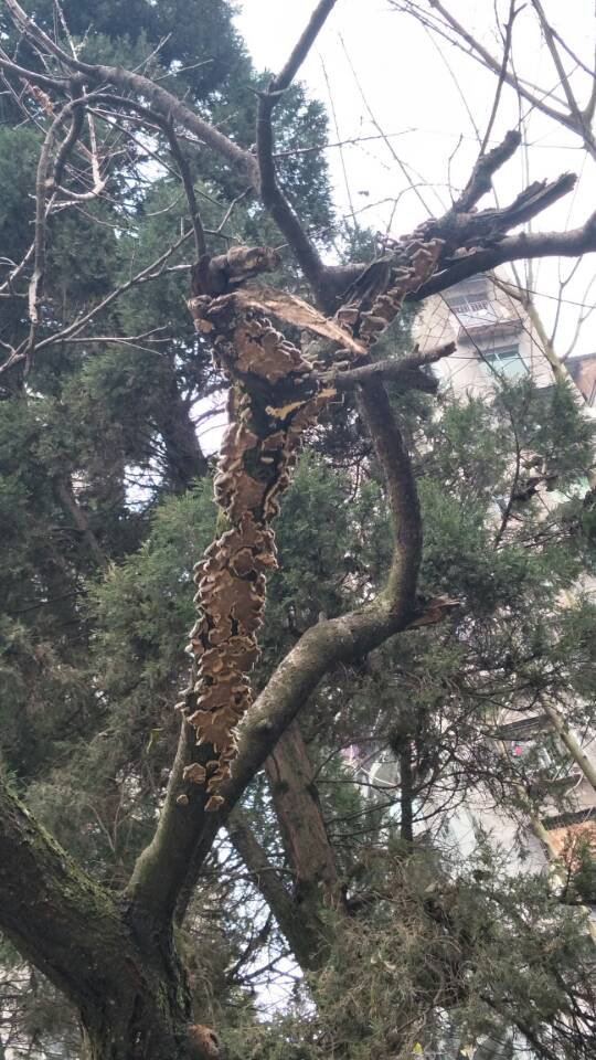 枯萎树上盘踞"菜花蛇 原来是树体自身长的野生菌