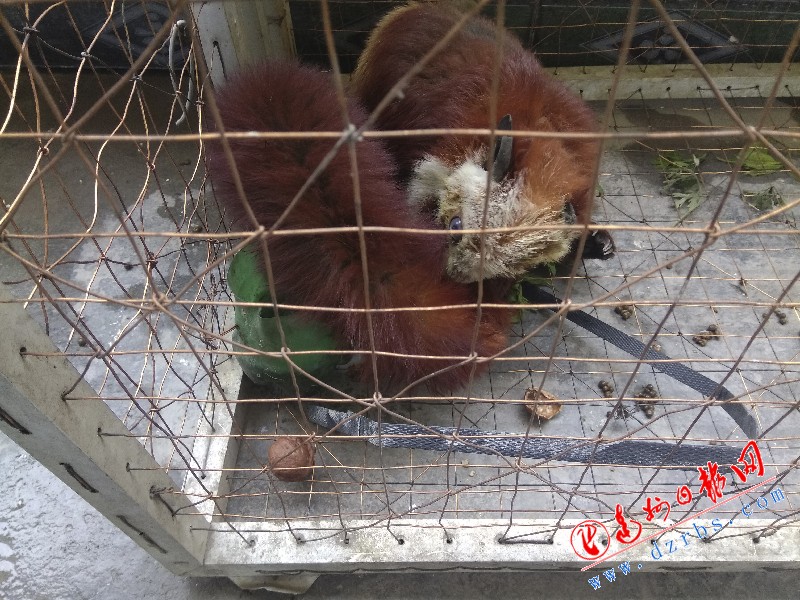 建筑工人巴山大峡谷捡到受伤"飞虎"