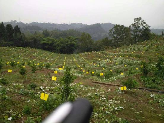 2017年木子镇各项工作成绩斐然