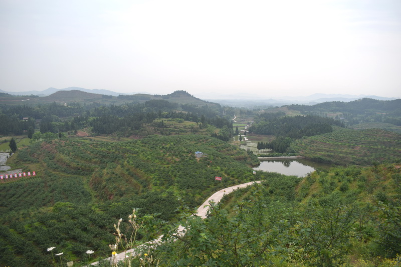 仲夏时节!小小花椒树,成就达州乡村振兴大产业