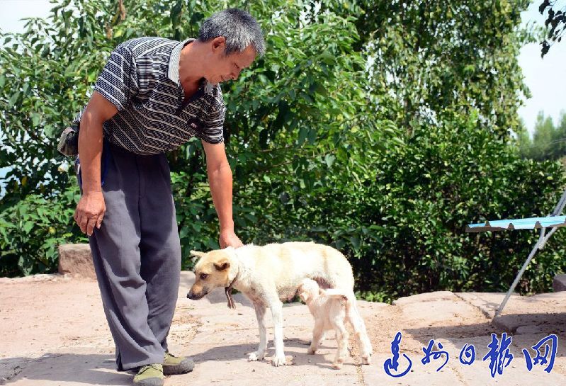 达川区安仁乡狗妈妈喂小羊羔,画面看着就好暖