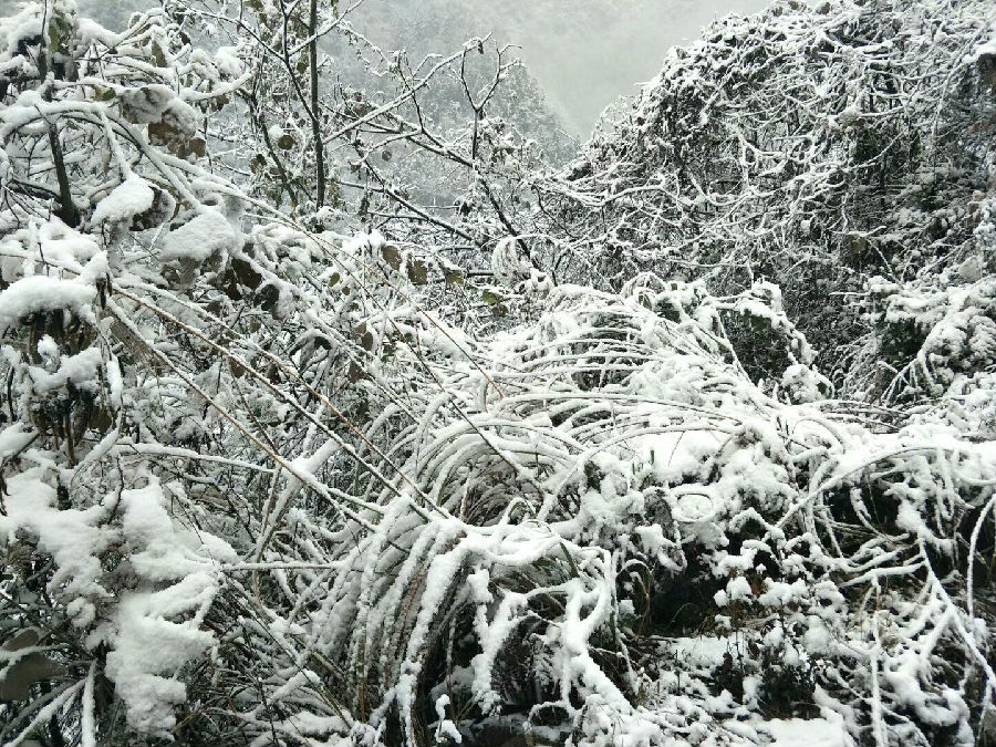 图为：黄钟山上的雪景（1）.jpg