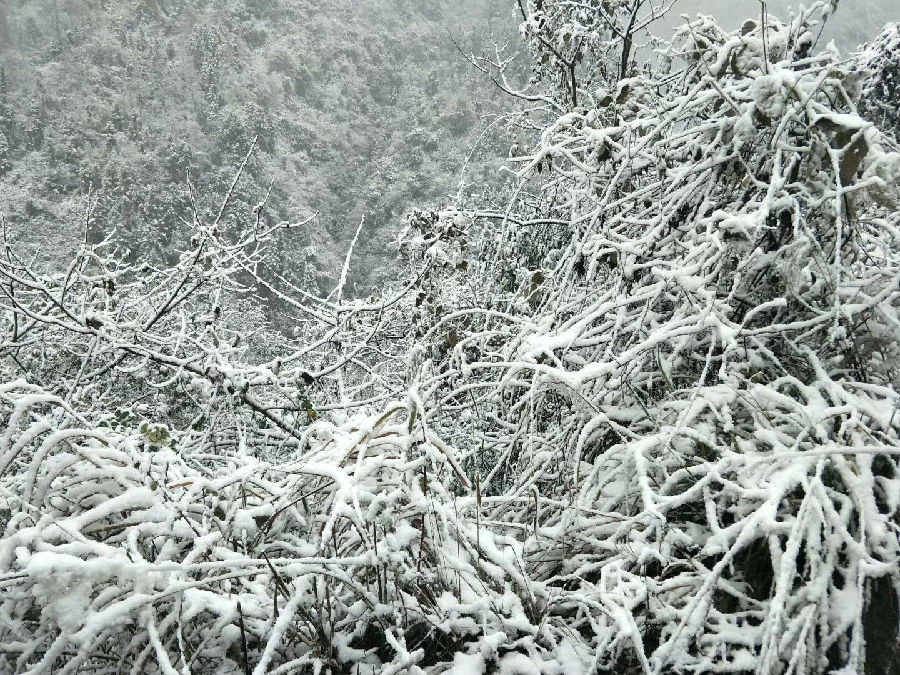 图为：黄钟山上的雪景（2）.jpg