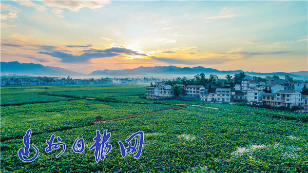 2019年,达州乡村振兴这么干