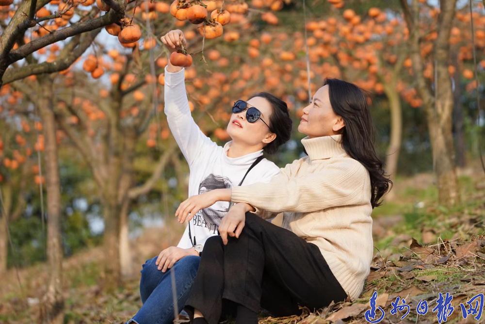 山上柿子红了视频 6a07afd4-371f-4422-ba64-c6e60b17f7c7_batchwm.jpg