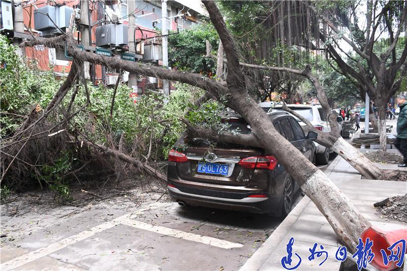  好“倒霉”！鸿雁街人行道两棵大树砸中同一辆私家车
