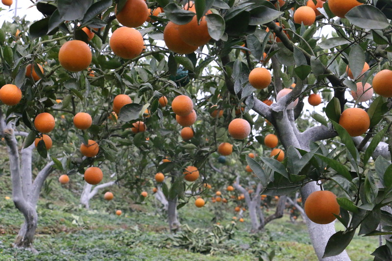  柑橘熟了！果农尝到了“致富甜味”