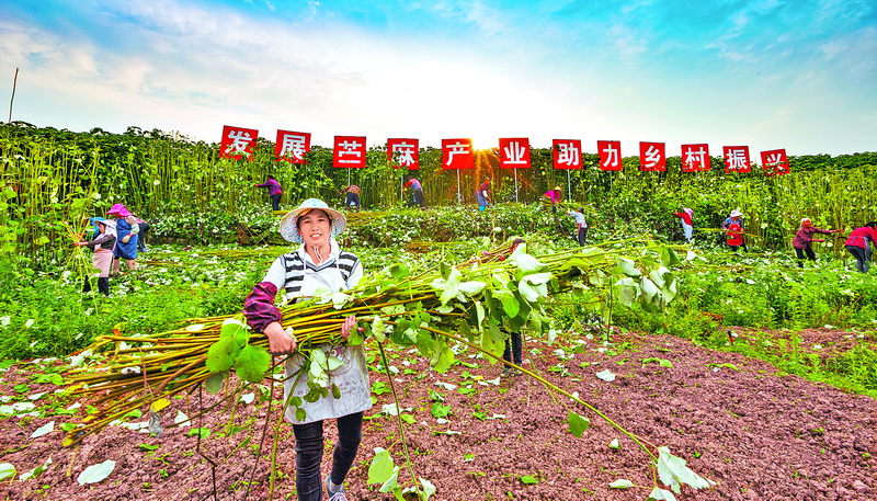  大竹县大力发展苎麻产业助力村民增收致富