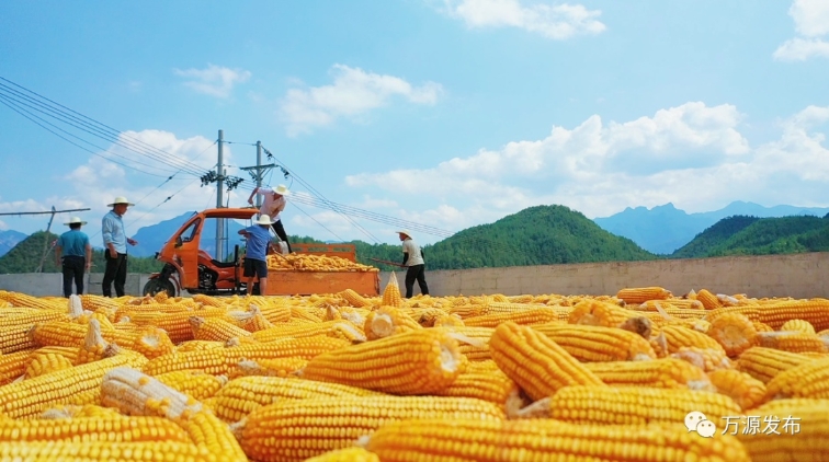  万源：33.9万亩玉米喜获丰收