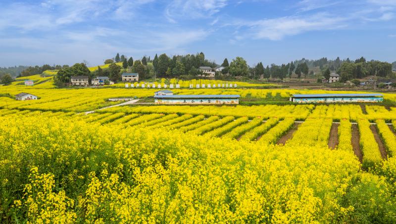 渠县中滩镇花园村这1200亩油菜花，太美了！