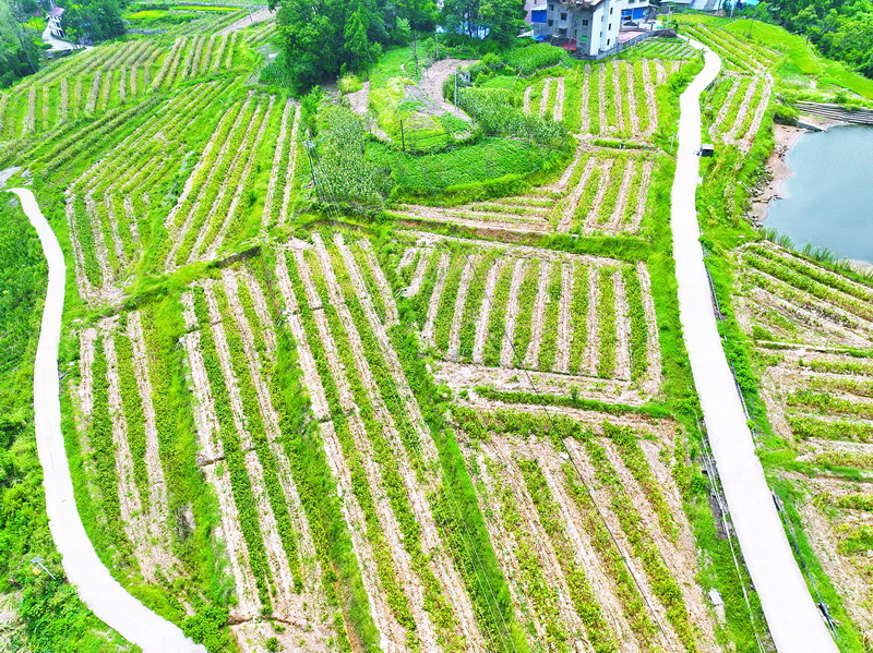  通川区高质量推进农业现代化驶入“快车道”