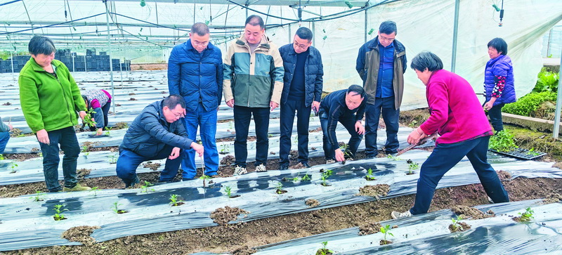  达川区政协组织农业技术专家开展小春小麦技术指导