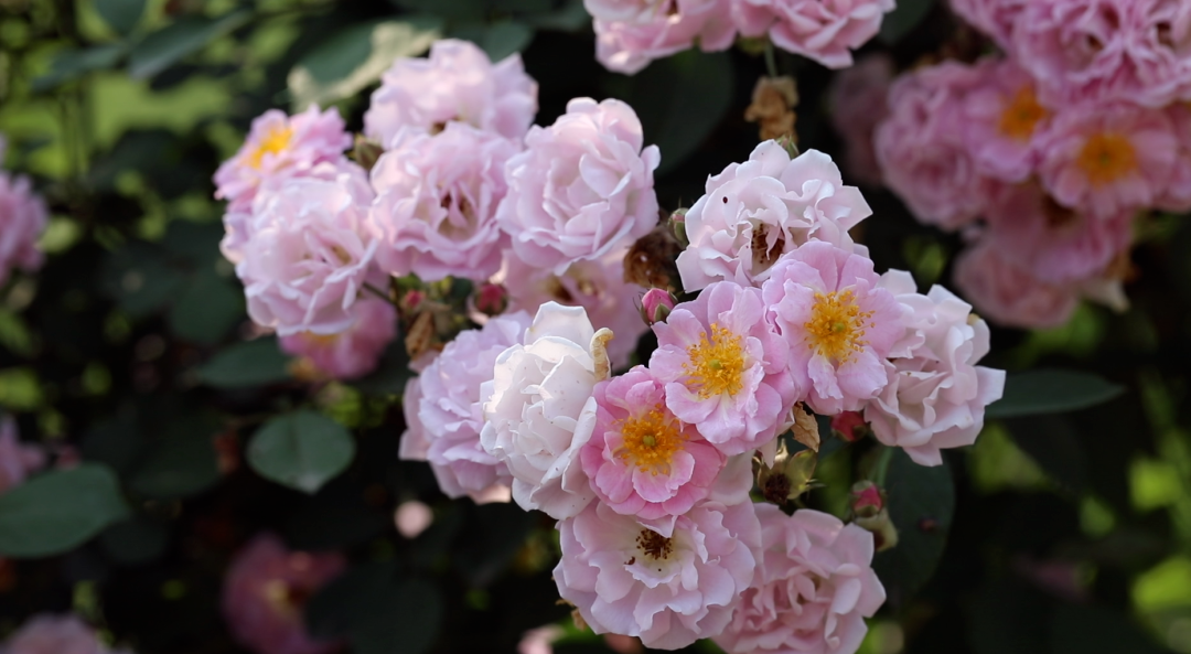  美绝了！家门口的蔷薇花正热烈盛放
