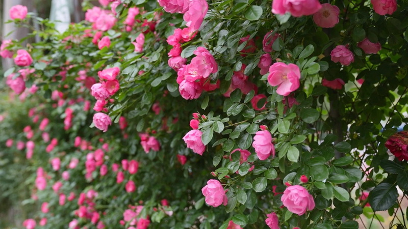  畅享“玫好”时光！开江30亩玫瑰花竞相绽放香满园