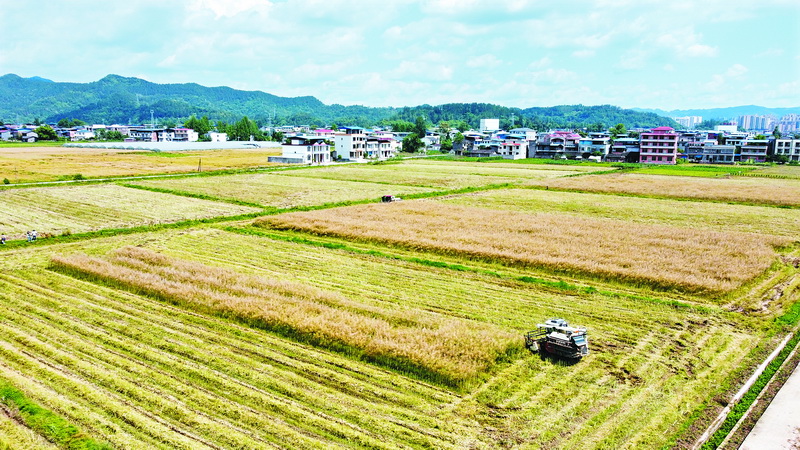  油菜喜获丰收 农民收割忙