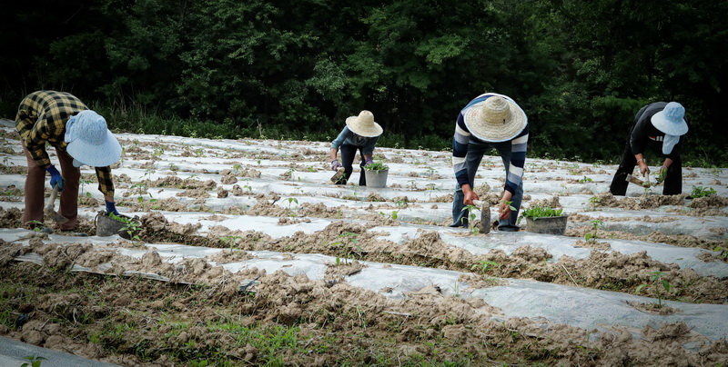 万源市草坝镇：集体经济“种”出致富新希望