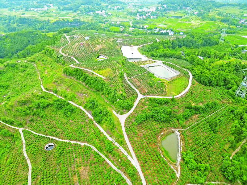  达川区管村镇大力发展农业产业助力乡村振兴
