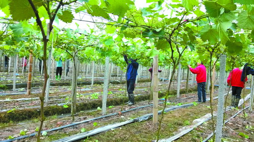麻柳镇打造达州最大葡萄种植基地 - 达州日报网