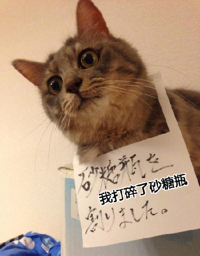 一只狗喝酒好没劲啊。看见母猫都挺俊的 - 达州