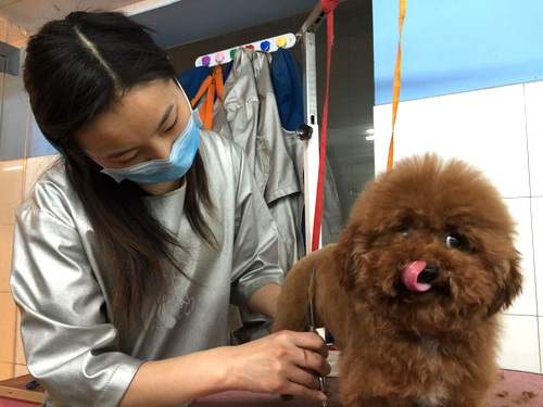 换发型 穿新衣达城萌宠时尚过春节 - 达州日报