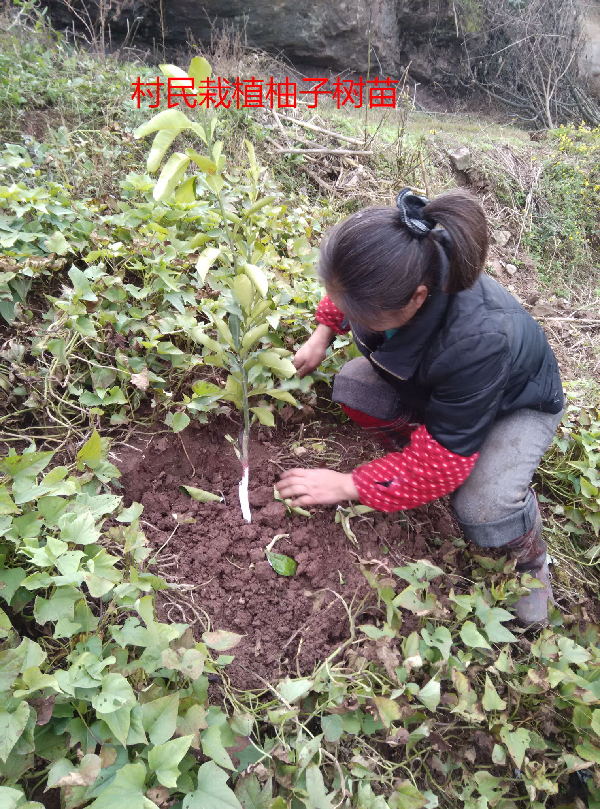 渡市镇:灵活多样为农民增收创造条件 - 达州日