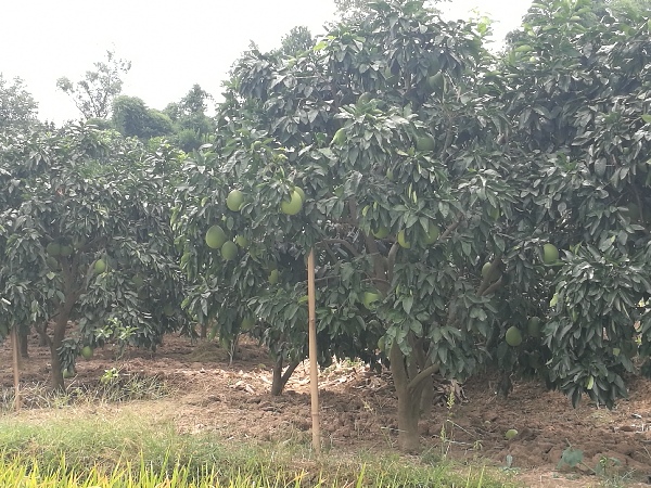 渡市林业站全方位发展林业产业成绩斐然 - 达州