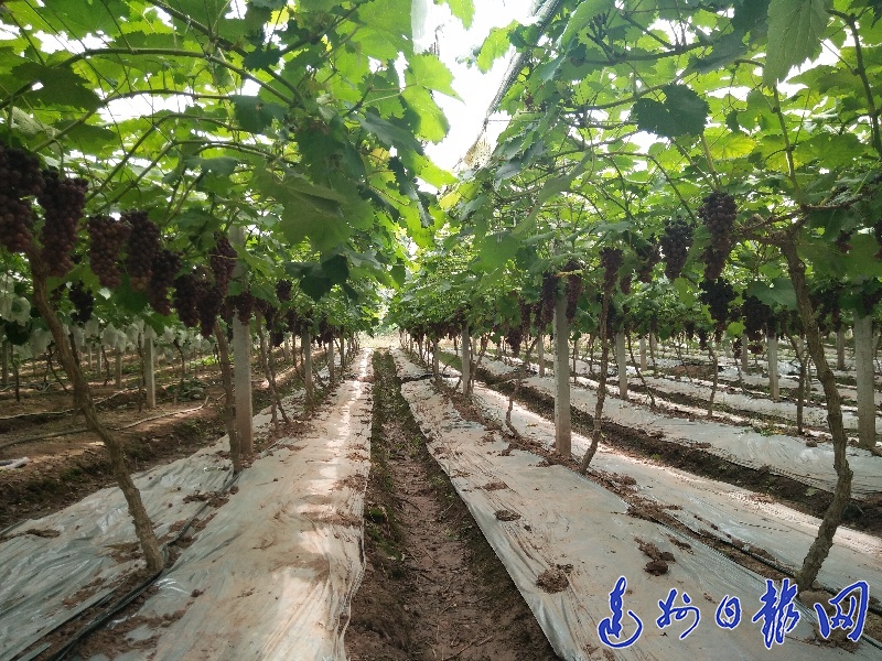 通川区加速推进三产融合实现产业振兴