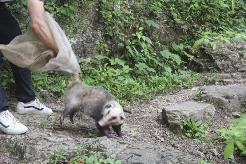 拱猪快点跑,回自己的家!