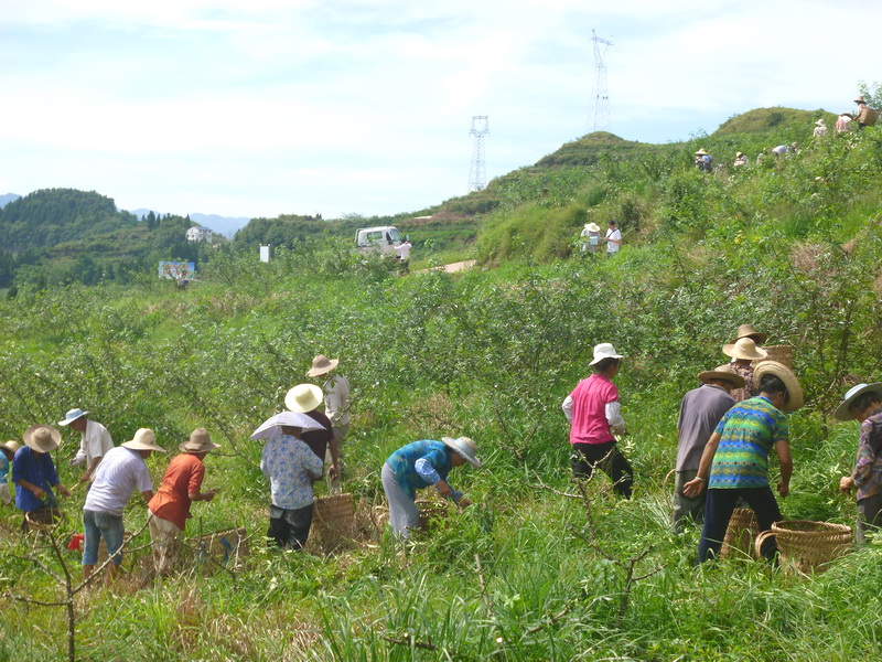 仲夏时节!小小花椒树,成就达州乡村振兴大产业