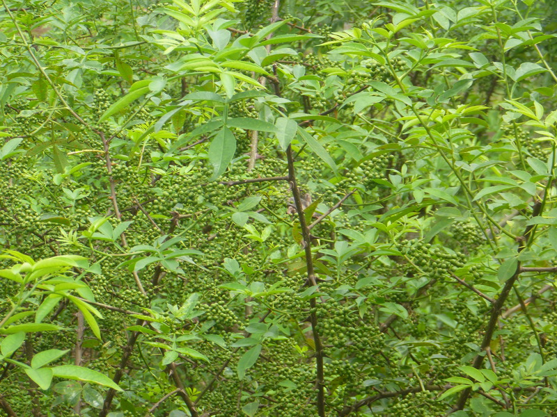 仲夏时节!小小花椒树,成就达州乡村振兴大产业