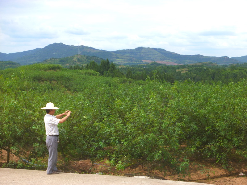仲夏时节!小小花椒树,成就达州乡村振兴大产业