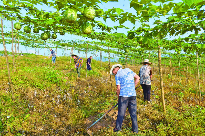 建立农业专合组织实现村集体抱团发展